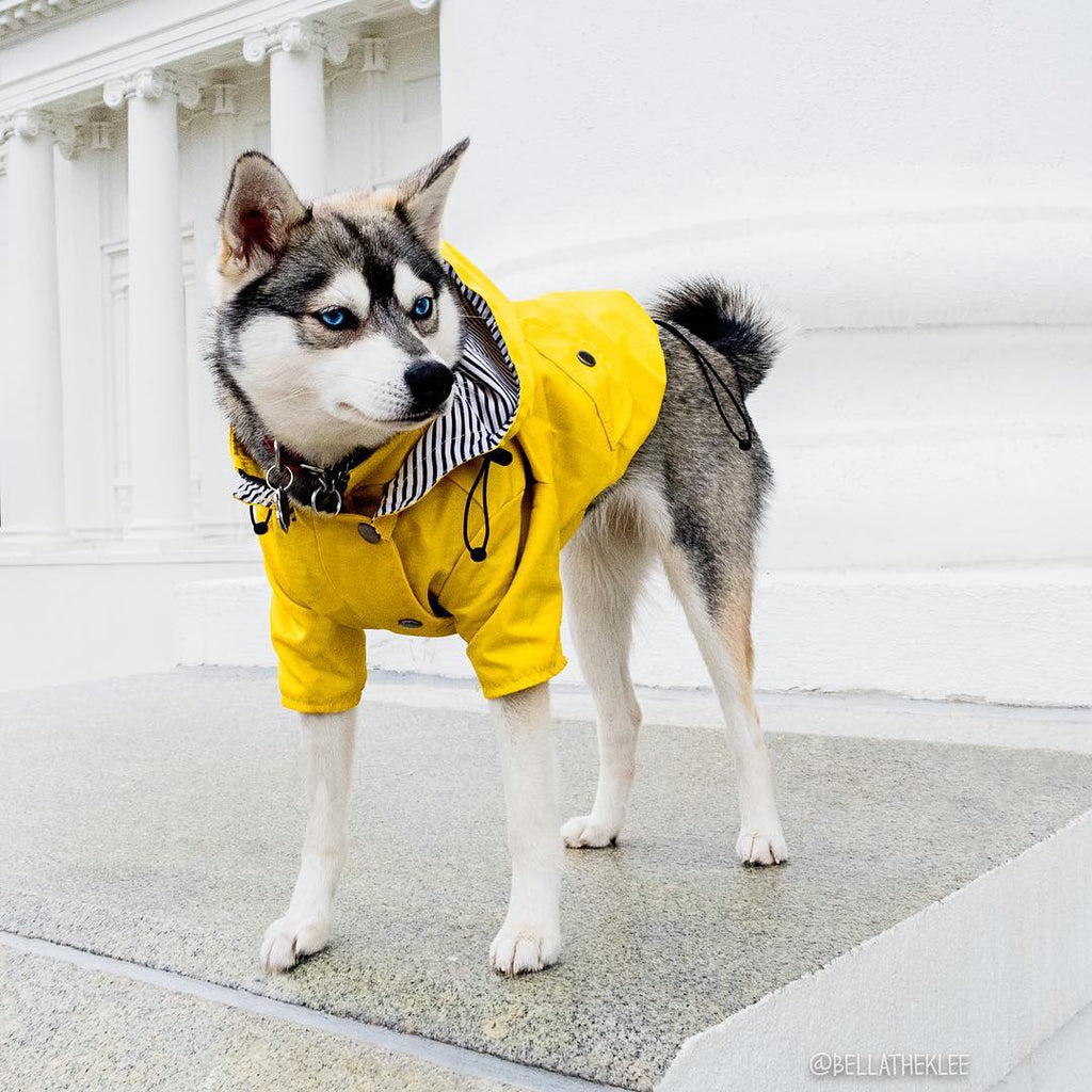 Veste imperméable pour chien – Coupe-vent & pluie